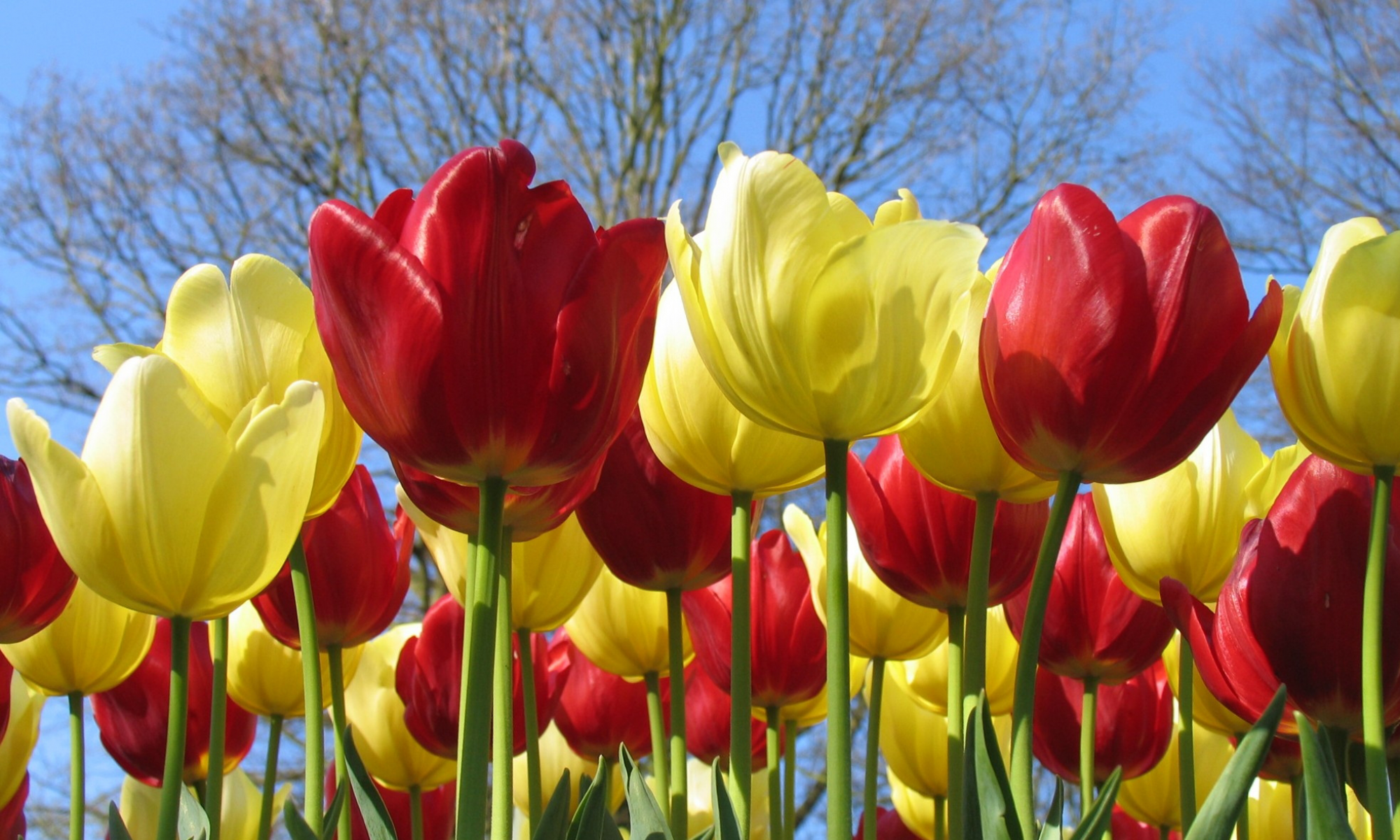 Princeton Estates Homeowners Association